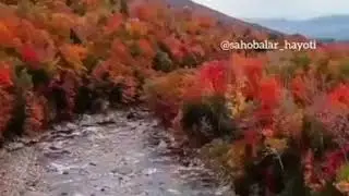 Аялдар жөнүндө