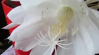 Epifyllum ostropłatkowe