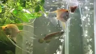 Jardini Arowana feeding