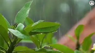 Best Music for Relaxing and Studying 🎵 (1 HOUR)