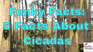 Studies Weekly Funky Facts: 5 Facts about Cicadas