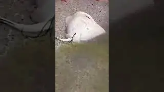 Rarest of rare clip, Sting Ray fish giving birth on Beach