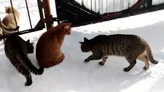 Кошка Белочка вывела шестерых детей на зимнюю прогулку.🐯🐅🐅🐅🐅🐅🐅
