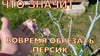 Результат после летней обрезки.