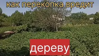 Как перекопка вредит дереву.