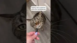 Cats answer questions using mini microphones 🙀 
