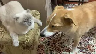 котик
