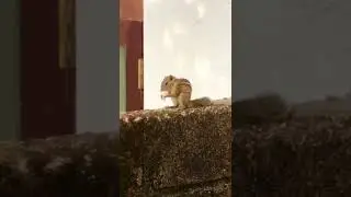 Tastes until the last drop | So cute 🐿
