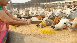 Gaushala in Hyderabad Chetrinaka || Cow Shed in India kids || Goshla in Lucky Latest Video