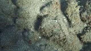 sea worm