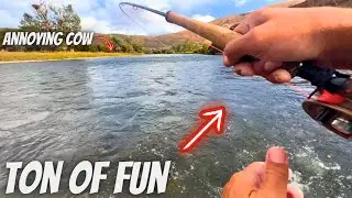 BIG Trout on the Trout Spey & What Was Up w/This COW?!