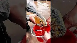 Fry in a fish's mouth 