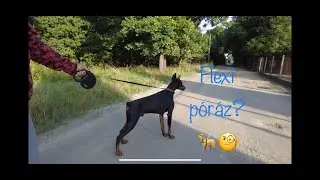 Hogyan használd az automata pórázt?