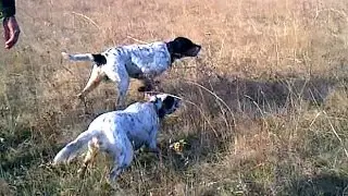 Bıldırcın Avı 2013 Setter Ferma Videoları