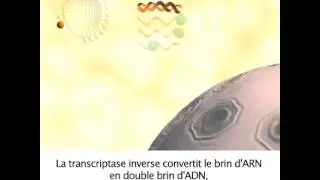 Le cycle viral du VIH