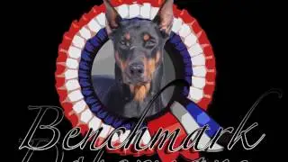 Protection Trained Dobermans- Benchmark Dobermans