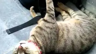 Video uploaded by M Azim Khan