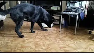 игры черной немецкой овчарки