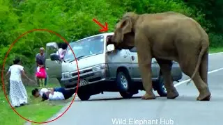 Hart Stopping Moment Elephant Attack In 2024-10-12 Live Cam Recoding