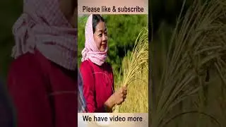 beautiful girls' rainy season rice harvest #shorts