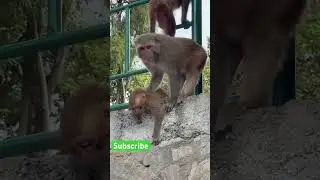 #funny #monkey #comedy #animals #viralvideo #viralshorts #viralshort #viralreels #viralmonkeys #4k