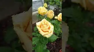 Shukrani 