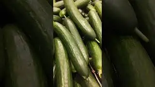Огурцы гладкие.Цена.Магазин Экватор