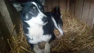 Восточно - сибирская лайка 🐕Западно - сибирская лайка и Карело - финские лайки