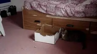 Rebellion