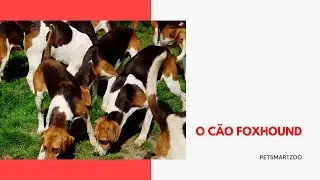 Tudo sobre o Foxhound Americano
