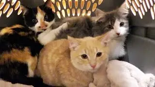 NEW Kittens! - Cat Man Chris