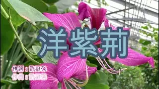 許冠傑 - 洋紫荆 (永恆金曲卡拉OK) Karaoke Hit