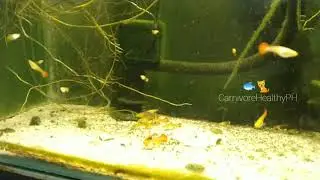 Feeding breeding guppies