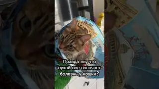 Правда ли, что сухой нос означает болезнь у кошки?🤒 
