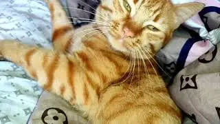 🐈 Кошачий влог 🐱