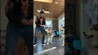 Going Hard Dog Until The Treats Run Out #dogtraining #dogtricks #malamutelovers