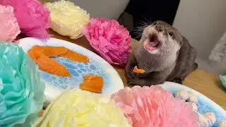 ６歳の誕生日に好物のサーモンづくしで祝われるカワウソ！ otter celebrates his 6th birthday with his favorite food, salmon!
