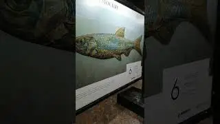 Бульвар Москвы