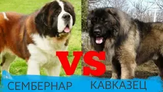 Кавказская овчарка против сембернара.