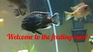 African Cichlids | Feeding Frenzy | Baby Cichlids