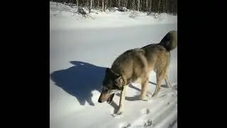 Ориярви