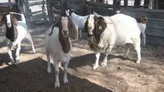 Chivos, Caprinos boer #chivos #boer #boergoat #Mexico, whats 237 1002818