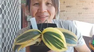 The different types of variegated orchids I grow in Australia