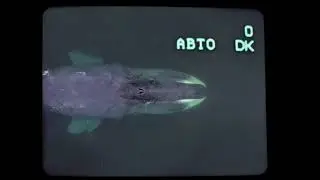 Whales.mp3