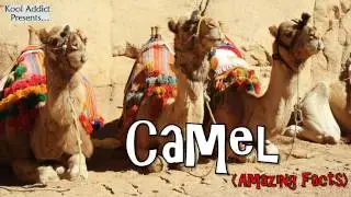 Camel - Amazing Facts