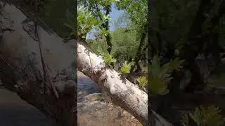 #zarova #eruh #siirt