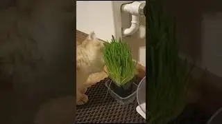 Шотландский вислоухий Тайсон!
