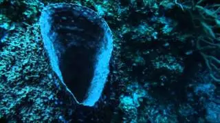 Exploring Bloody Bay Wall