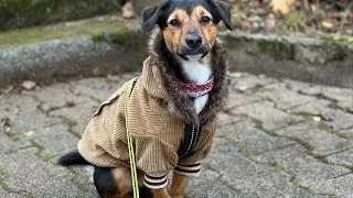 С Праздником Крещения 🙏А у нас Зима ❄️ С Барни на прогулку 🐕‍🦺Как же хорошо❄️Olga Kirchgessner