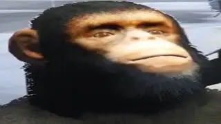 Monkey Trolling In GTA 5 RP